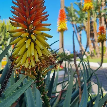Tropical Leaves Puerto De La Cruz Tenerife * 로스 레알레호스