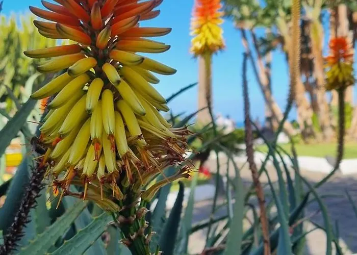Tropical Leaves Puerto De La Cruz Tenerife * 洛斯雷尔雷赫斯